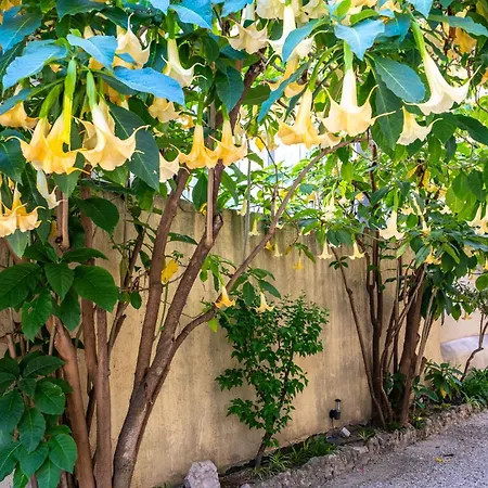 Original Coeur De -ac- Lejlighed *